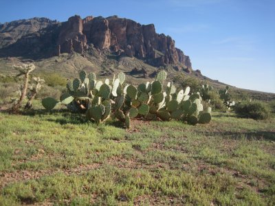 Spring ground cover on the flanks of the Superstitions