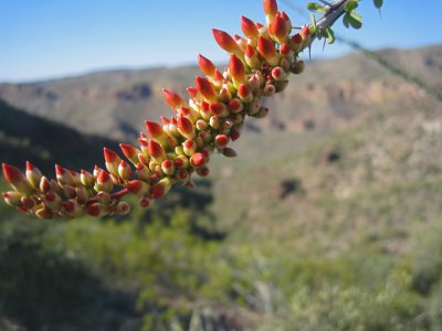 Ocotillo buds