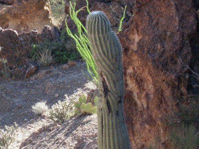 Saguaro healing
