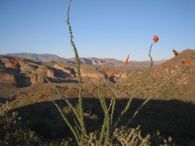 Ocotillo blooms