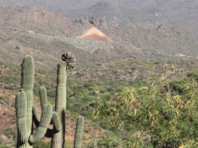 Crested saguaro 1
