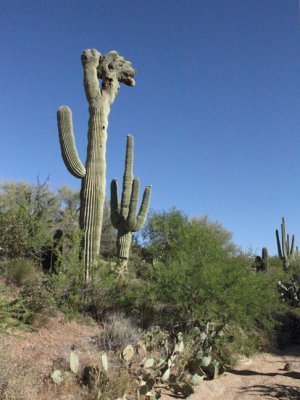 Crested saguaro 2