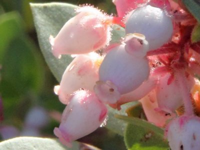 Manzanita blossoms close-up