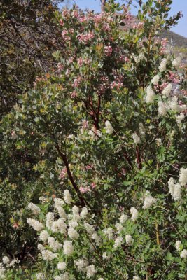 Manzanita blooms with whatever they are