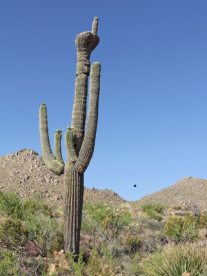 Crested saguaro 3...ummm, it's a matter of interpretation