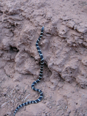 King Snake resumes it's homeward journey
