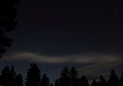 Moonlit forest scene