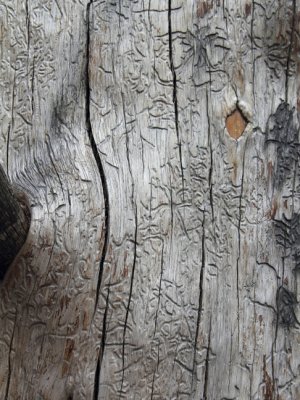Ancient bark carvings