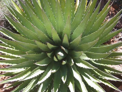 Agave
