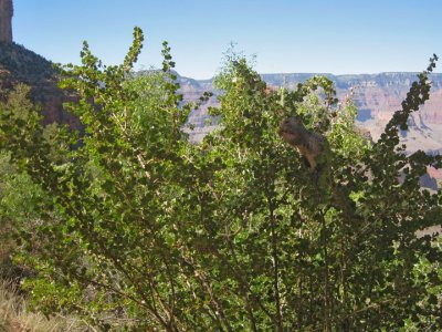 Bush squirrel...look close