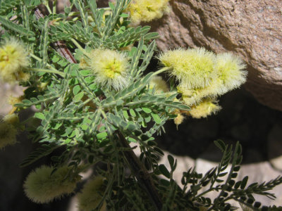 Yellow fuzzy things
