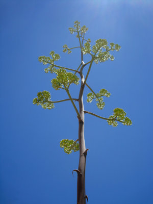 Agave against the sky