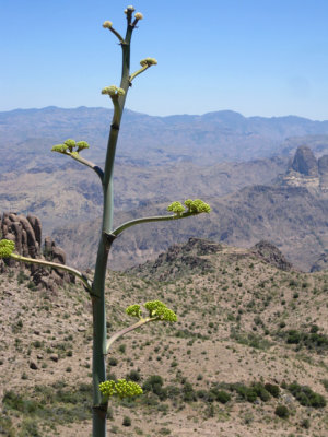 Weaver's Needle