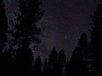 Scorpius emerges from behind the trees
