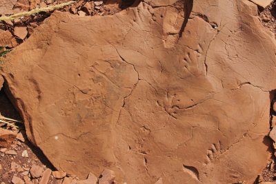 Fossilized tracks?