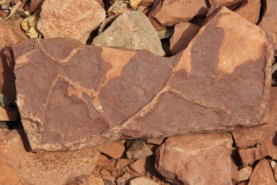 Fossilized mudcrack cast