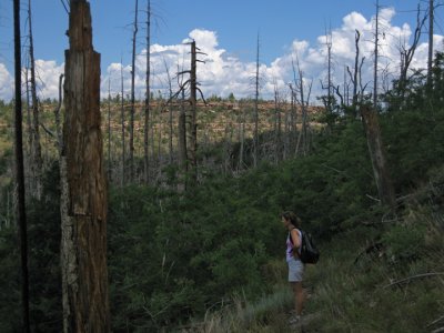 The hike was mainly through burned out area in the process of natural revegetation