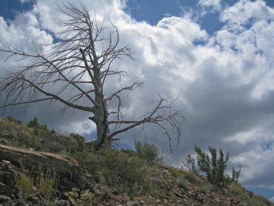 Majestic (but otherwise dead) tree near the crest of Aztec Peak