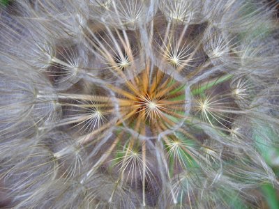 Inside of a dandelion puffball