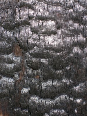 Charred bark