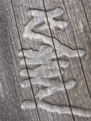 Ancient Chinese characters carved into the bark