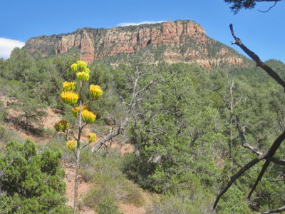 Agave and cliff