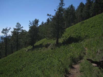 Fern-covered slope