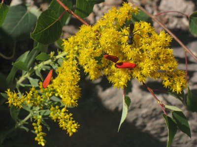 Yellow bug-attractor