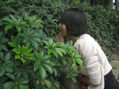The plant with an amazing scent that attracted Xiaofeng from across the street
