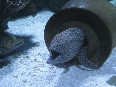Sea eel tubing