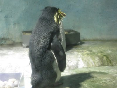 Being ignored by a penguin