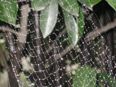 Closeup of dewy web