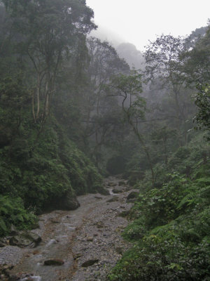 Typical view of rainforest-like flora