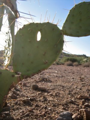 Keyhole arch in cactus