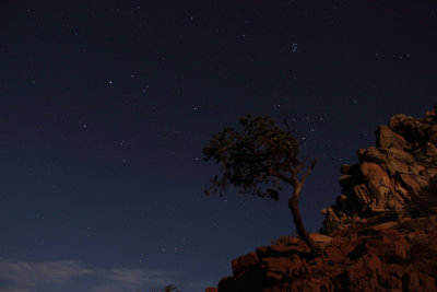 Lone tree and the Seven Sisters