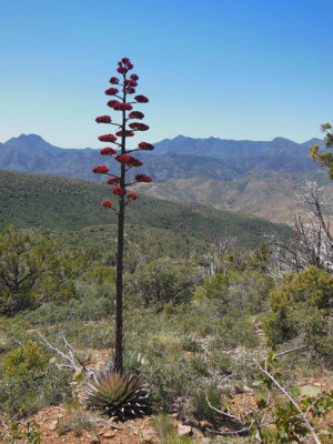 Mt Ord Dayhike