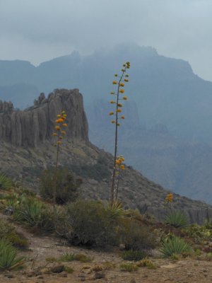 Superstition Peak in background