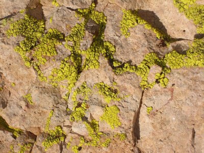 Meanwhile, there are lichen underfoot