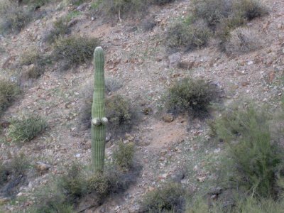 Not a crested saguaro