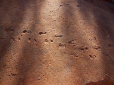 Fossilized tracks in the sandstone