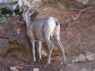 Drought conditions cause bighorn sheep to choose spring water over hiding from the hikers