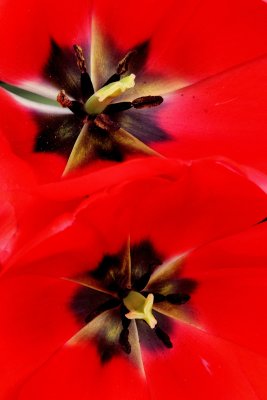 Keukenhof 2011
