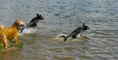 pond pups_launch