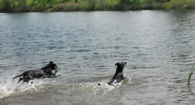 pond pups_2