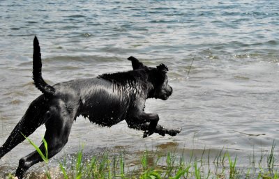 pond pups_2b