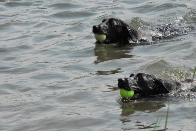 pond pups_to shore