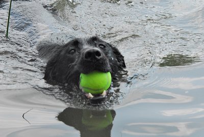 pond pups_3b