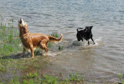 pond pups_shake starts now
