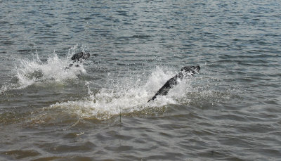 pond pups_twin launch