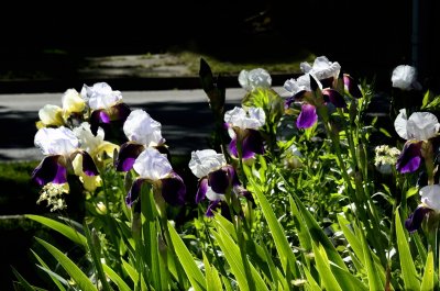 South side_iris.tif
